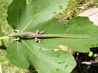 Podarcis siculus - Italian Wall Lizard