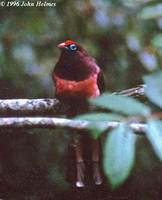 Ward's Trogon - Harpactes wardi