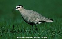 Sociable Lapwing - Vanellus gregarius