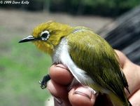 Pale-bellied White-eye - Zosterops consobrinorum