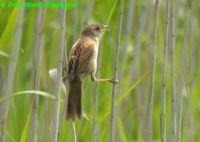 Japanese Swamp Warbler - Locustella pryeri