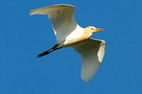 Cattle Egret