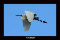 Intermediate Egret