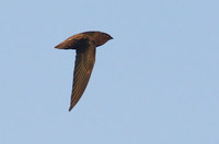 Short-tailed Swift (Chaetura brachyura) photo