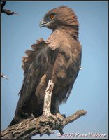 Brown Snake-Eagle - Circaetus cinereus