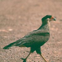 Southern Caracara - Caracara plancus