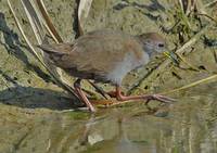 Brown Crake - Amaurornis akool