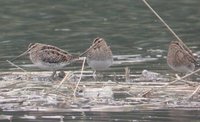 Common Snipe - Gallinago gallinago