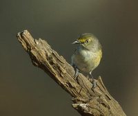 White-eyed Vireo (Vireo griseus) photo