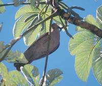 Short-billed Pigeon (Columba nigrirostris) photo