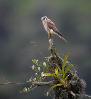 American Kestrel (Falco sparverius) photo