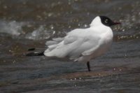 Andean Gull - Larus serranus