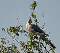 Bare-faced Go-away-bird - Corythaixoides personatus