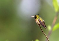 Black-crested Coquette - Lophornis helenae
