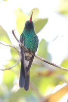 Cuban Emerald - Chlorostilbon ricordii