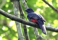 Baird's Trogon - Trogon bairdii