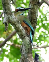 Turquoise-browed Motmot - Eumomota superciliosa