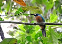 Great Jacamar - Jacamerops aureus