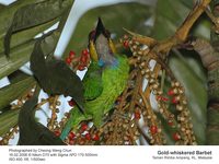 Gold-whiskered Barbet - Megalaima chrysopogon