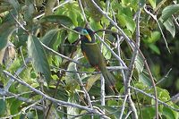 Golden-collared Toucanet - Selenidera reinwardtii