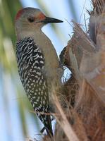 Red-bellied Woodpecker - Melanerpes carolinus