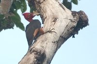 Red-necked Woodpecker - Campephilus rubricollis