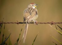 Chotoy Spinetail - Schoeniophylax phryganophila