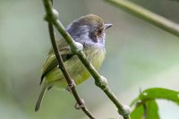 Eared Pygmy-Tyrant - Myiornis auricularis