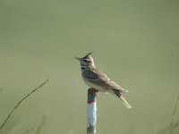 Crested Lark - Galerida cristata