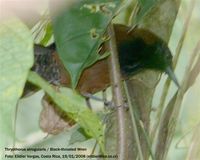 Black-throated Wren - Thryothorus atrogularis