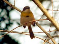 Yellow-breasted Apalis - Apalis flavida