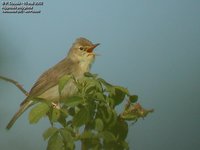 Melodious Warbler - Hippolais polyglotta