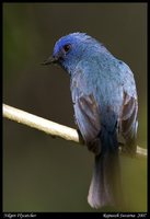 Nilgiri Flycatcher - Eumyias albicaudata