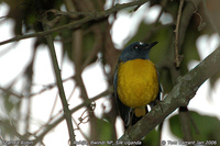 White-starred Robin - Pogonocichla stellata