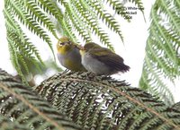 Everett's White-eye - Zosterops everetti