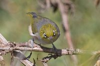 Silver-eye - Zosterops lateralis