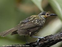 Macleay's Honeyeater - Xanthotis macleayana