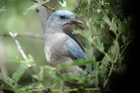 Mexican Jay - Aphelocoma ultramarina