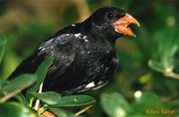 Red-billed Buffalo-Weaver - Bubalornis niger