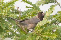 Black-faced Tanager - Schistochlamys melanopis