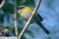 Sooty-capped Bush-Tanager - Chlorospingus pileatus