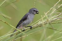 Plumbeous Seedeater - Sporophila plumbea