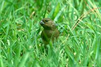 Yellow-bellied Seedeater - Sporophila nigricollis