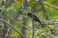 Chestnut-bellied Seed-Finch - Oryzoborus angolensis