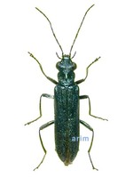 민가슴하늘소붙이 - Oedemera lucidicollis