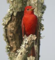 Summer Tanager-4.jpg