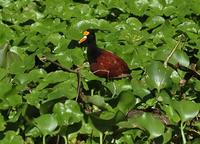 Northern Jacana  