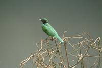 Emerald Starling