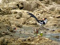 Pin-tailed Whydah (Dominikaneränka) - Vidua macroura