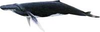 혹등고래 ( Megaptera novaeangliae)
